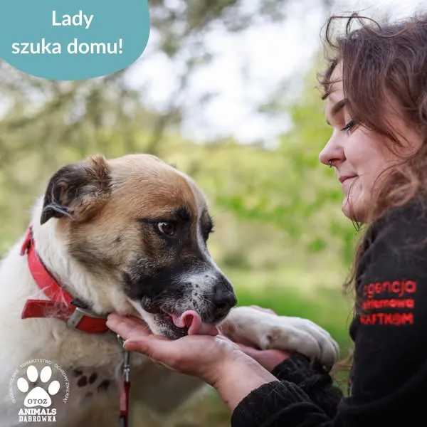 Pies do adopcji, Dąbrówka, 25 maja 2025 (3/5)