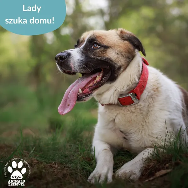 Pies do adopcji, Dąbrówka, 25 maja 2025 (5/5)