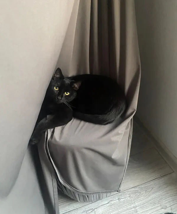 Zaginął kot, Łódź, 25 maja 2025