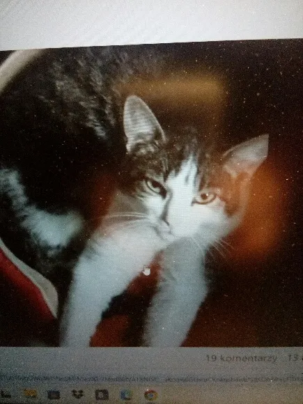 Zaginął kot, Kraków, Borek Fałęcki, 26 maja 2025