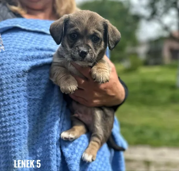 Pies do adopcji, Rytlów, 26 maja 2025 (2/5)