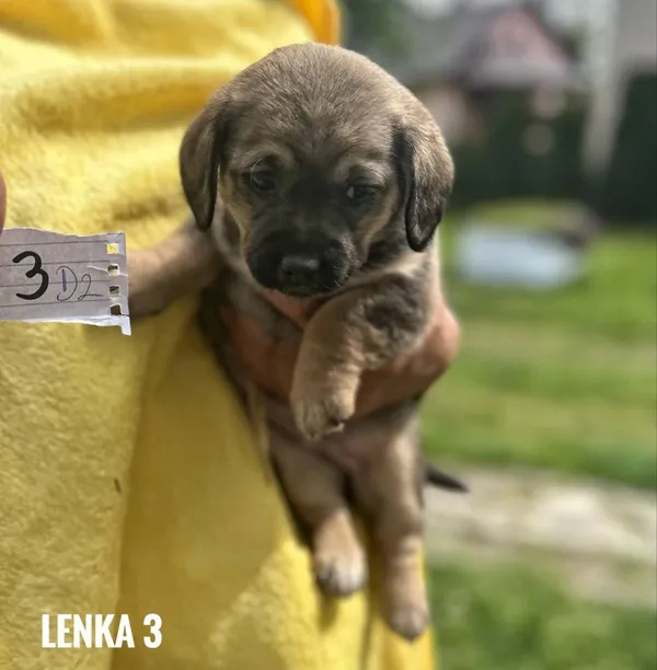 Pies do adopcji, Rytlów, 26 maja 2025 (3/5)