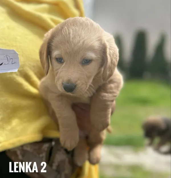 Pies do adopcji, Rytlów, 26 maja 2025 (5/5)