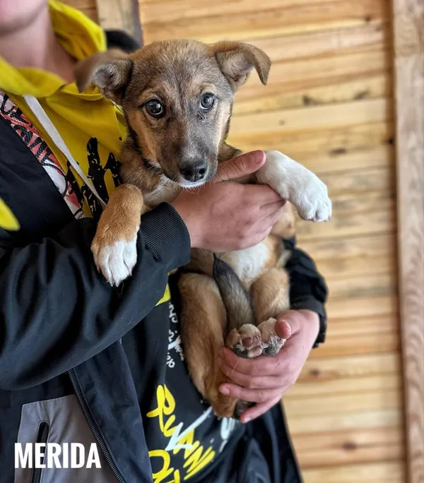 Pies do adopcji, Rytlów, 26 maja 2025