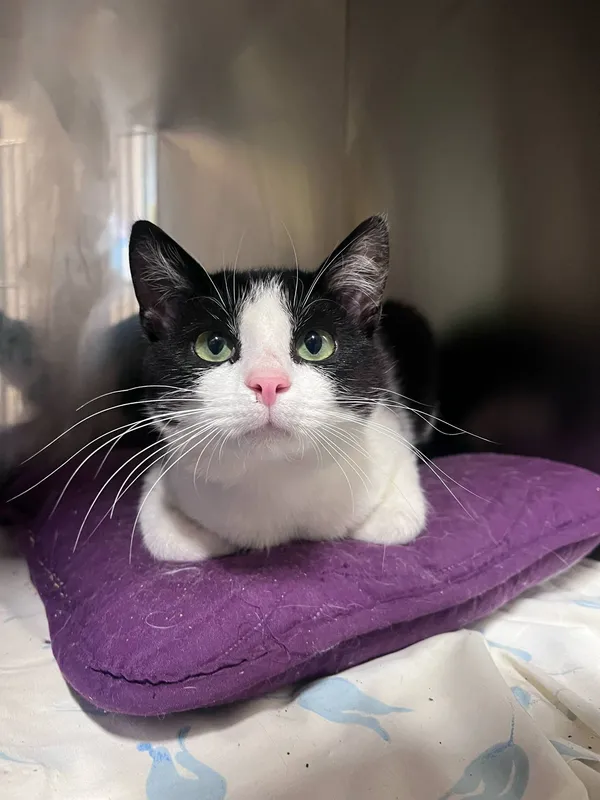 Kot do adopcji, Włocławek, 23 maja 2025 (2/2)