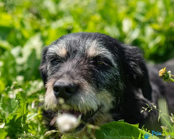 Znaleziono psa, Racławice, 23 maja 2025 (2/5)