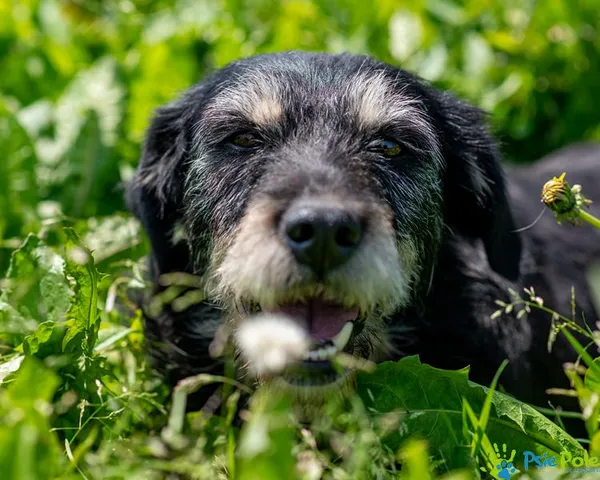 Znaleziono psa, Racławice, 23 maja 2025 (3/5)