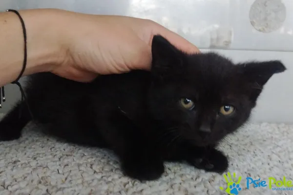 Znaleziono kota, Racławice, 23 maja 2025 (2/3)