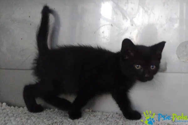 Znaleziono kota, Racławice, 23 maja 2025 (3/3)