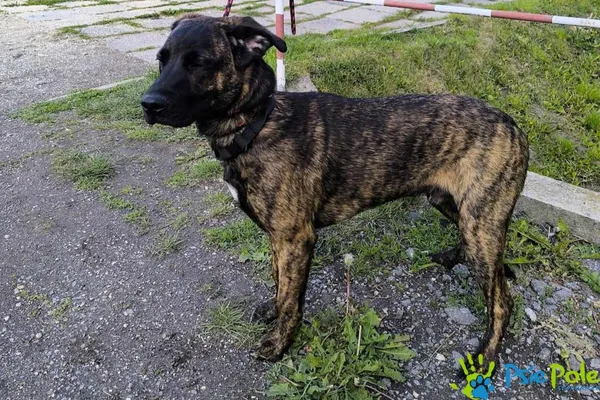 Znaleziono psa, Racławice, 20 maja 2025 (1/5)