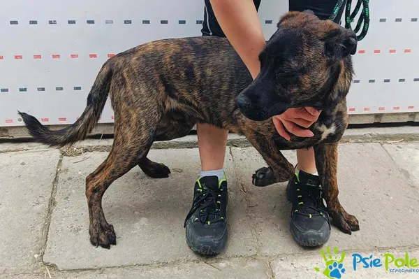 Znaleziono psa, Racławice, 20 maja 2025 (2/5)