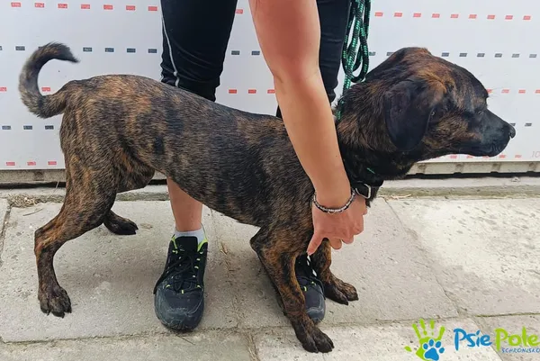 Znaleziono psa, Racławice, 20 maja 2025 (3/5)