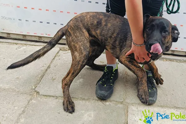 Znaleziono psa, Racławice, 20 maja 2025 (4/5)