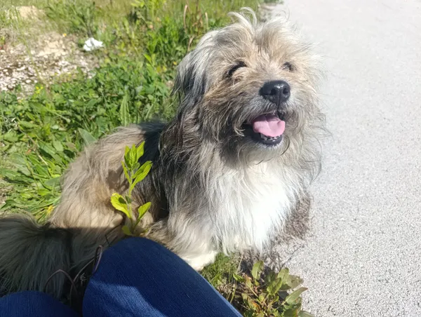 Znaleziono psa, Radoska, 26 maja 2025 (1/3)