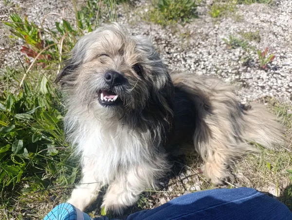 Znaleziono psa, Radoska, 26 maja 2025 (2/3)