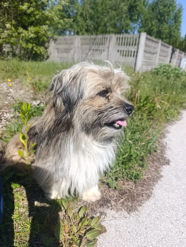 Znaleziono psa, Radoska, 26 maja 2025 (3/3)