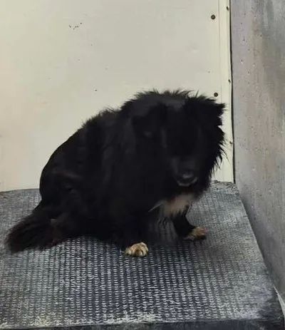 Znaleziono psa, Lublin, 24 maja 2025