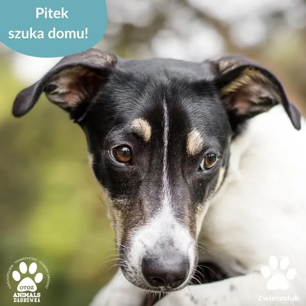 Pies do adopcji, Dąbrówka, 26 maja 2025 (1/5)