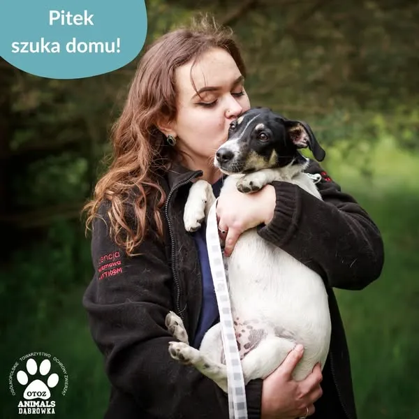 Pies do adopcji, Dąbrówka, 26 maja 2025 (2/5)