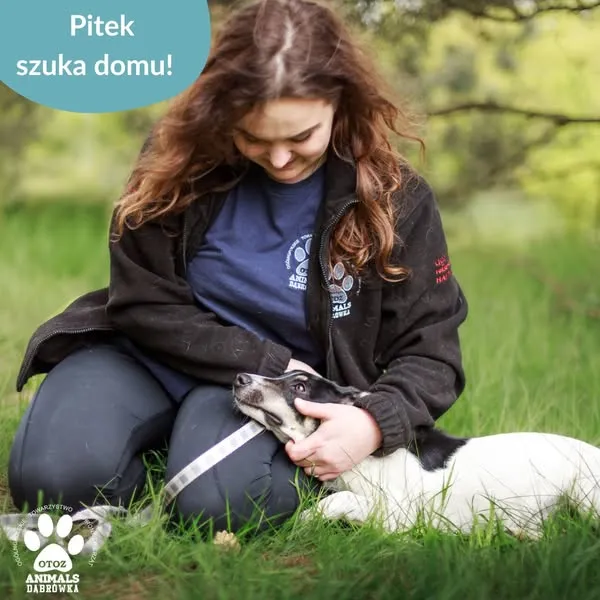 Pies do adopcji, Dąbrówka, 26 maja 2025 (3/5)