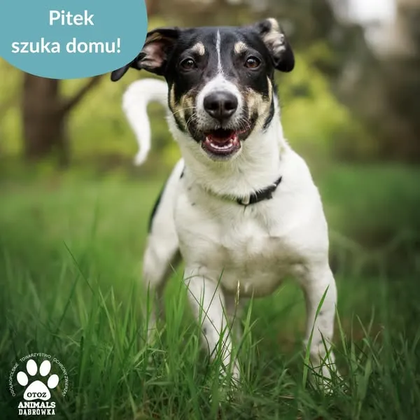 Pies do adopcji, Dąbrówka, 26 maja 2025 (4/5)