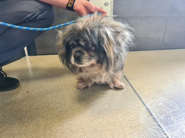 Znaleziono psa, Chełmek, 26 maja 2025