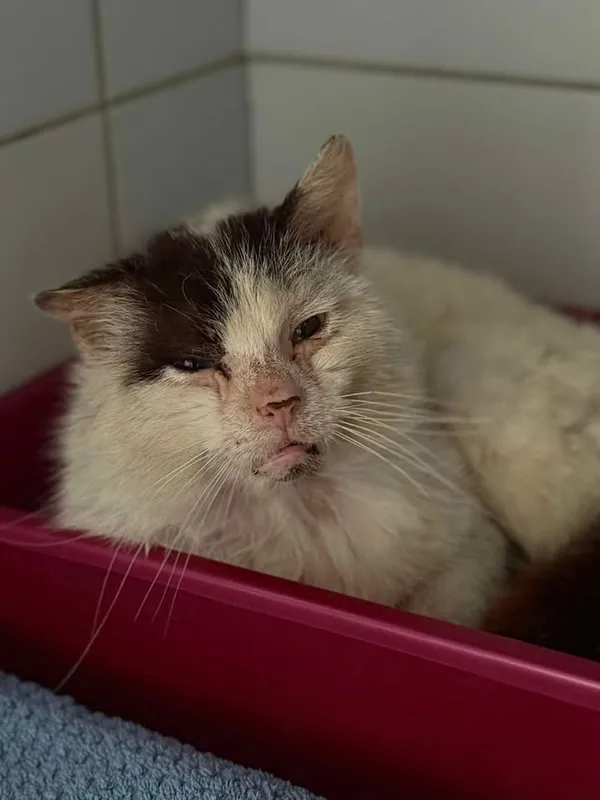 Znaleziono kota, Lublin, 25 maja 2025