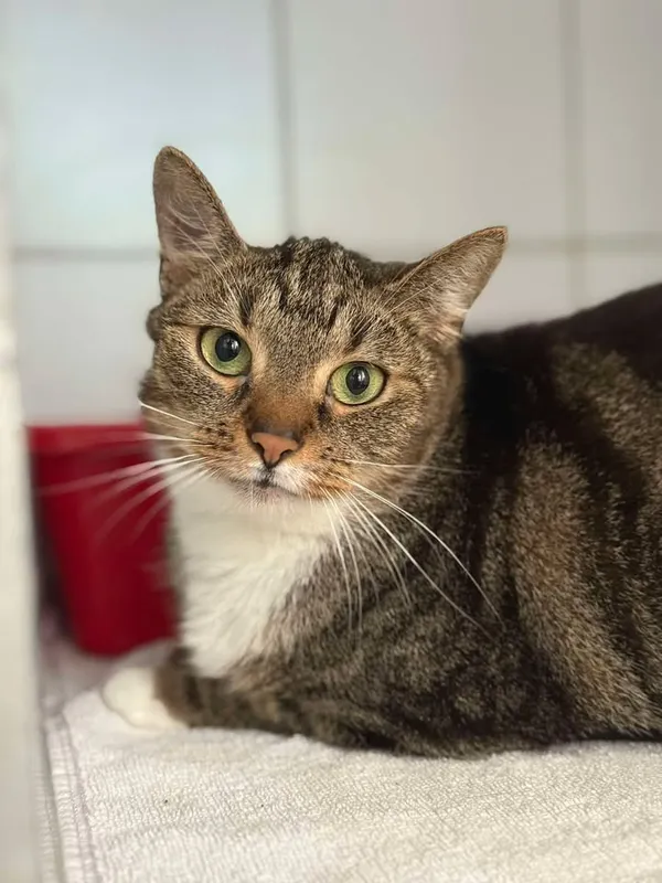 Znaleziono kota, Lublin, 26 maja 2025