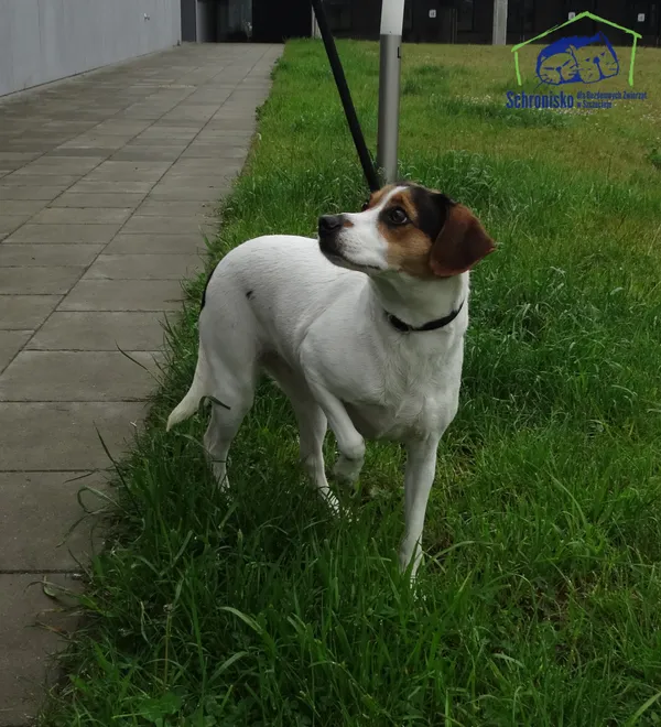 Znaleziono psa, Szczecin, 26 maja 2025