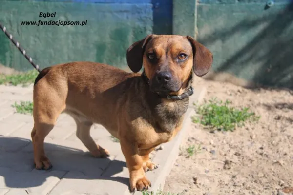 Pies do adopcji, Nowy Dwór Mazowiecki, 26 maja 2025 (1/4)