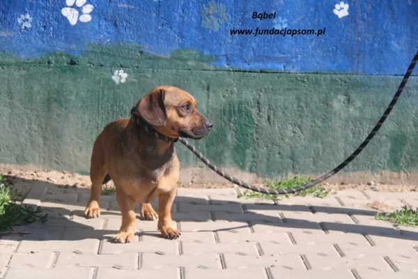 Pies do adopcji, Nowy Dwór Mazowiecki, 26 maja 2025 (2/4)