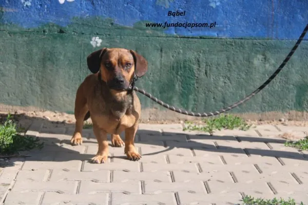 Pies do adopcji, Nowy Dwór Mazowiecki, 26 maja 2025 (3/4)