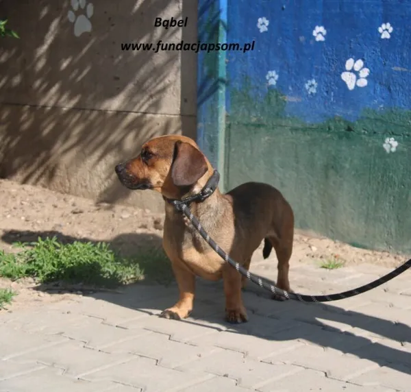 Pies do adopcji, Nowy Dwór Mazowiecki, 26 maja 2025 (4/4)