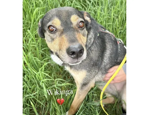 Pies do adopcji, Przyborówko, 26 maja 2025 (3/3)