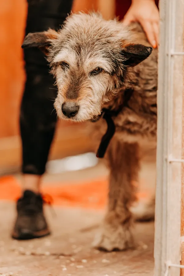 Pies do adopcji, Czartki, 26 maja 2025 (1/2)