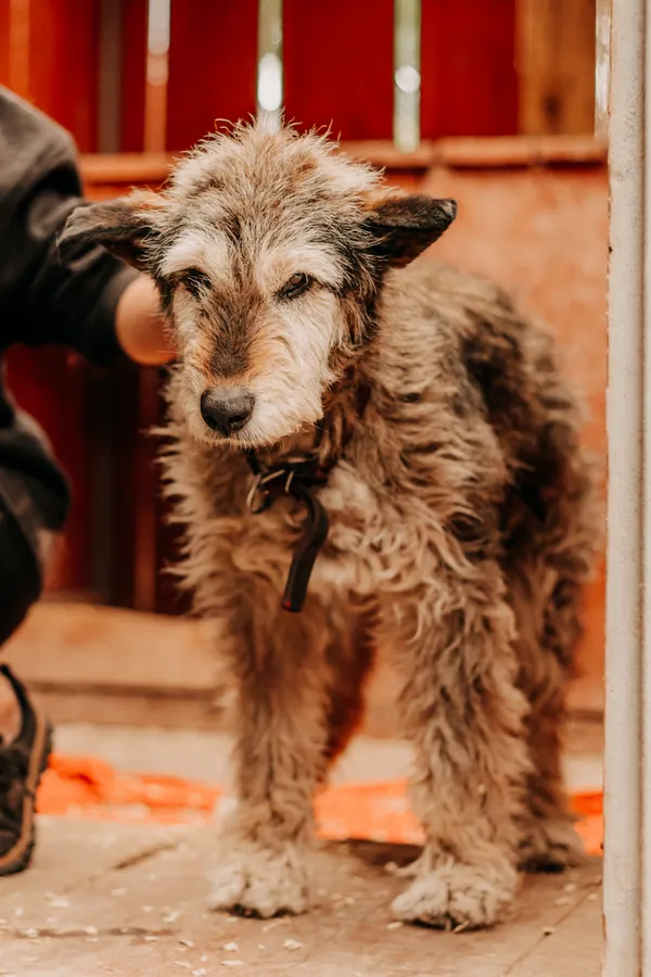 Pies do adopcji, Czartki, 26 maja 2025 (2/2)