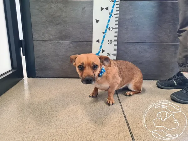 Znaleziono psa, Chełmek, 26 maja 2025