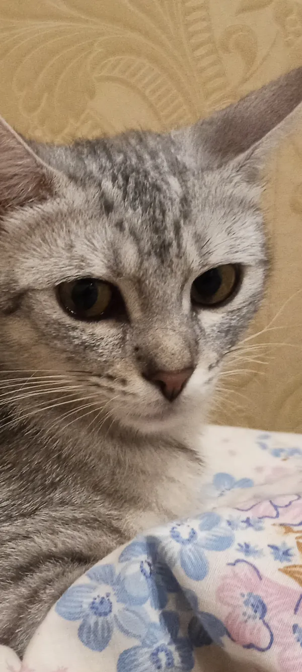 Zaginął kot, Janów Lubelski, 27 maja 2025 (2/2)