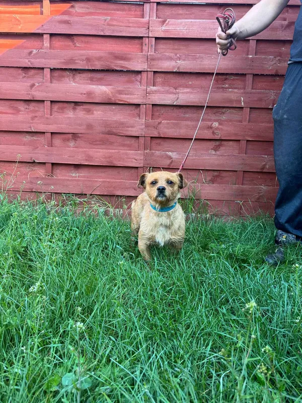 Znaleziono psa, Czartki, 27 maja 2025