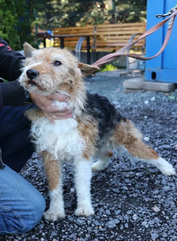 Znaleziono psa, Łódź, 26 maja 2025 (1/2)