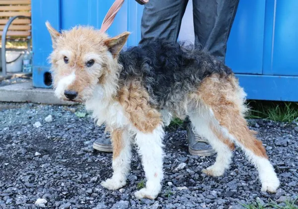 Znaleziono psa, Łódź, 26 maja 2025 (2/2)