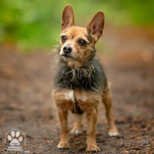 Pies do adopcji, Gdynia, 27 maja 2025 (2/4)