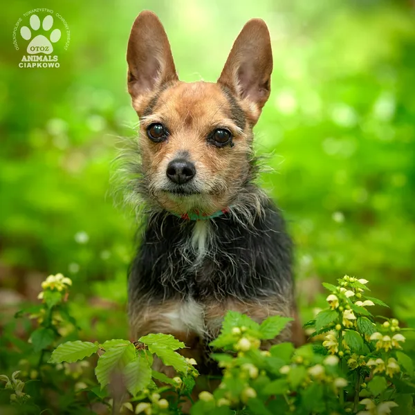 Pies do adopcji, Gdynia, 27 maja 2025 (3/4)