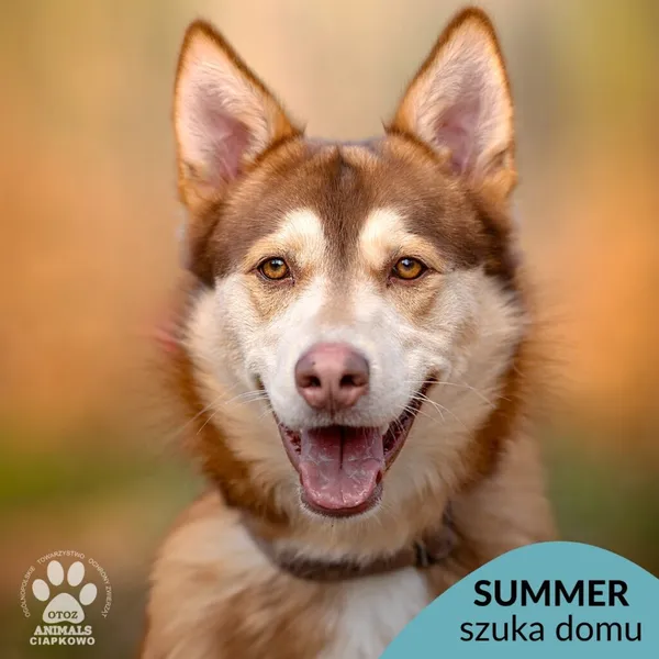 Pies do adopcji, Gdynia, 27 maja 2025 (1/4)