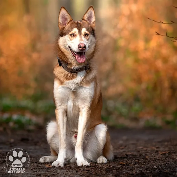 Pies do adopcji, Gdynia, 27 maja 2025 (2/4)