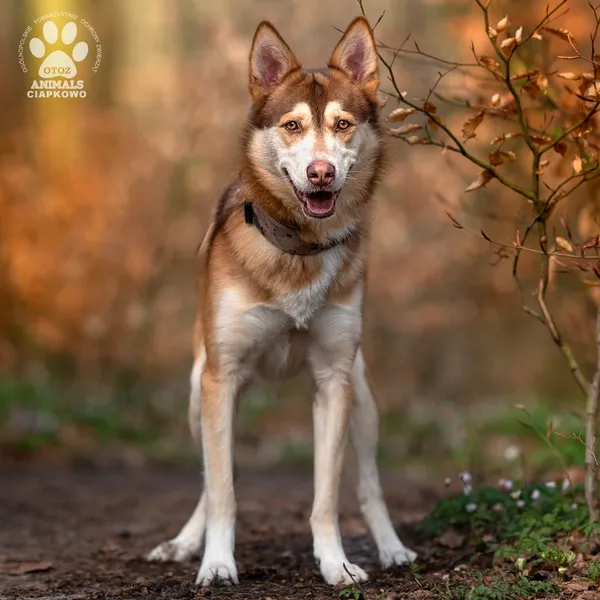 Pies do adopcji, Gdynia, 27 maja 2025 (3/4)