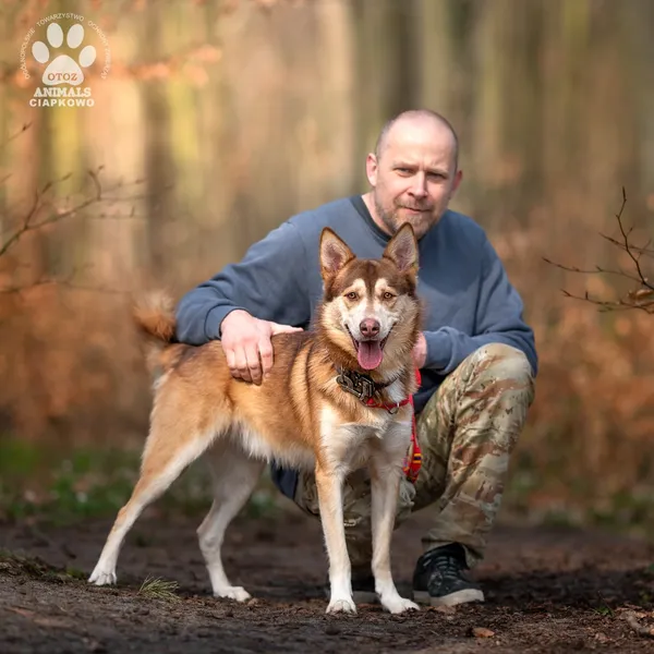 Pies do adopcji, Gdynia, 27 maja 2025 (4/4)