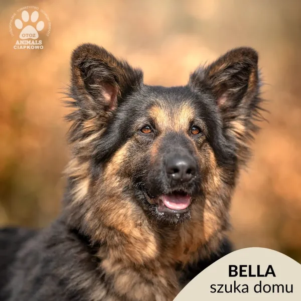 Pies do adopcji, Gdynia, 27 maja 2025 (1/4)