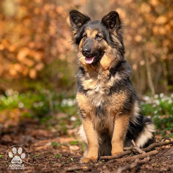 Pies do adopcji, Gdynia, 27 maja 2025 (3/4)