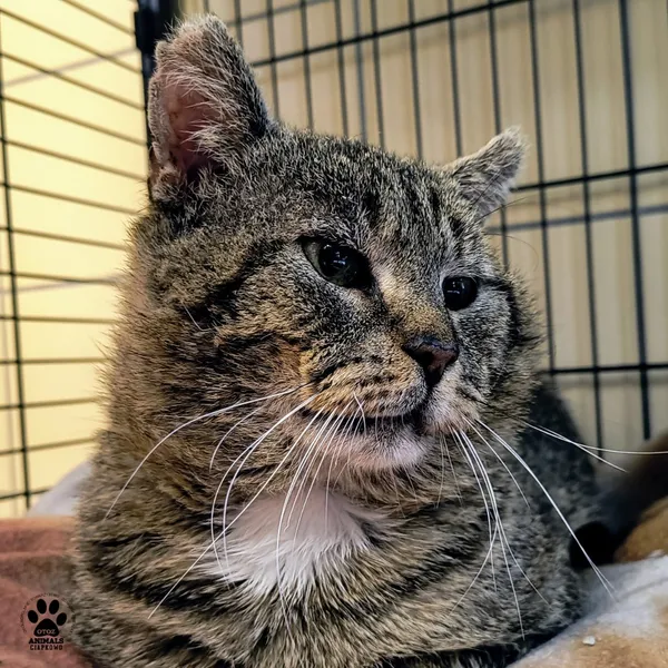 Kot do adopcji, Gdynia, 27 maja 2025 (5/5)